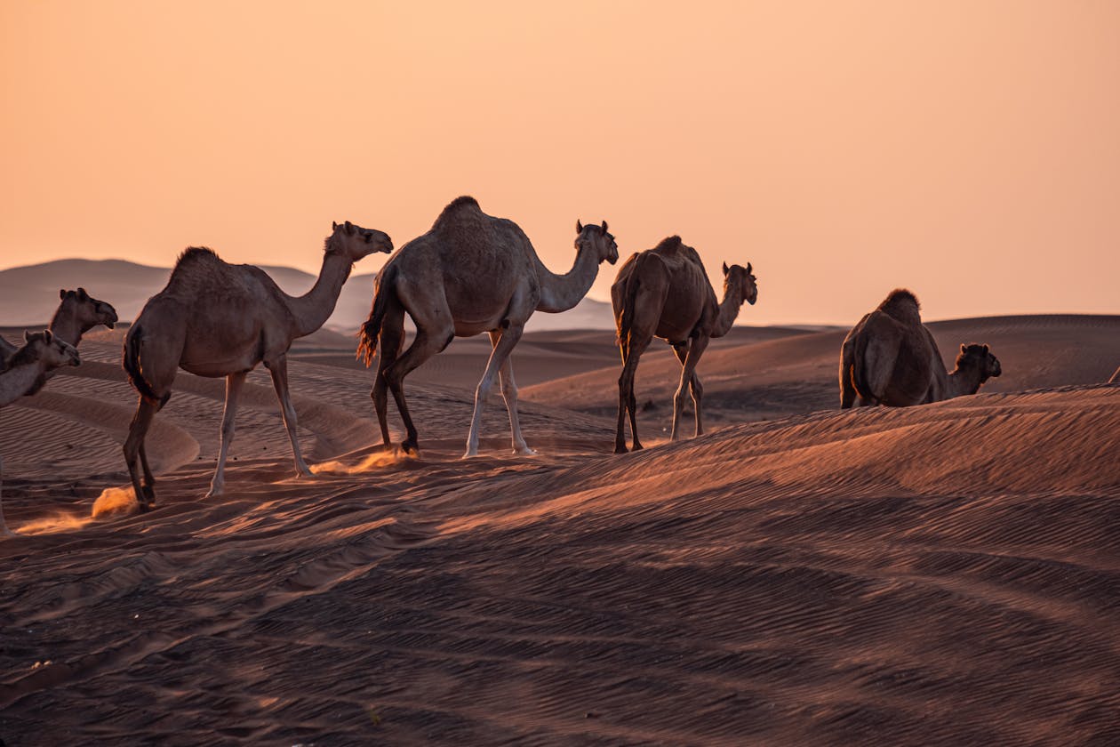 The People of the Desert